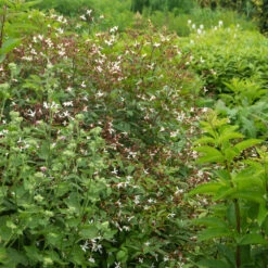 Bowman's Root -GREAT GARDEN PLANTS 572 Gillenia trifoliata 8