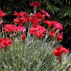 'Frosty Fire' Dianthus -GREAT GARDEN PLANTS 576 2222 popup sw