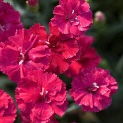 'Frosty Fire' Dianthus -GREAT GARDEN PLANTS 576 2226 popup sw