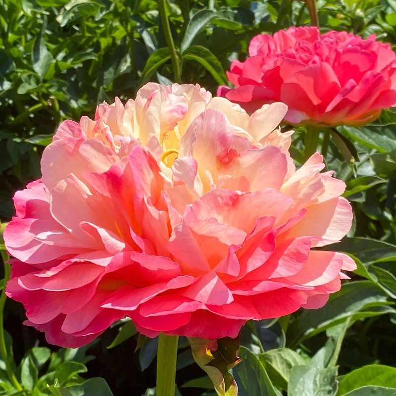 'Coral Sunset' Peony 1 'Coral Sunset' Peony