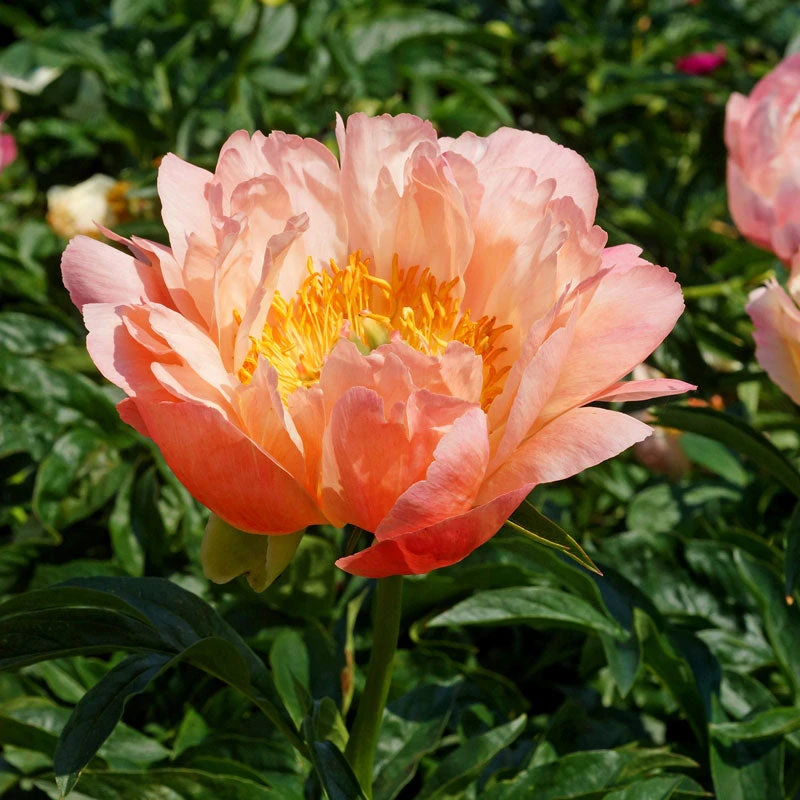 'Coral Sunset' Peony 2 'Coral Sunset' Peony - Image 2