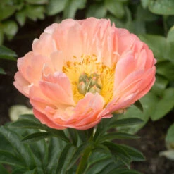 'Coral Sunset' Peony 8 'Coral Sunset' Peony -GREAT GARDEN PLANTS 577 Paeonia coral sunset 3