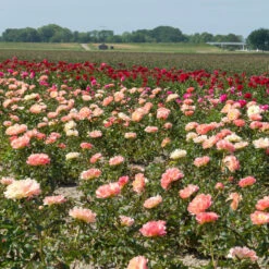 'Coral Sunset' Peony 9 'Coral Sunset' Peony -GREAT GARDEN PLANTS 577 Paeonia coral sunset 4