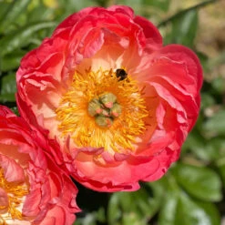 'Coral Sunset' Peony 10 'Coral Sunset' Peony -GREAT GARDEN PLANTS 577 Paeonia coral sunset 5