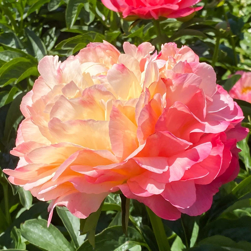 'Coral Sunset' Peony 6 'Coral Sunset' Peony - Image 6