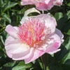 'Do Tell' Peony