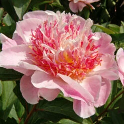 'Do Tell' Peony -GREAT GARDEN PLANTS 578 Paeonia do tell 3