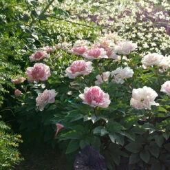 'Do Tell' Peony -GREAT GARDEN PLANTS 578 Paeonia do tell 4