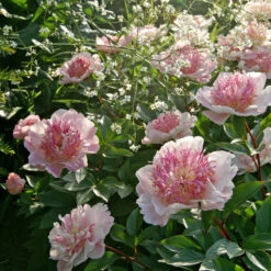 'Do Tell' Peony -GREAT GARDEN PLANTS 578 Paeonia do tell 5