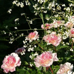 'Do Tell' Peony -GREAT GARDEN PLANTS 578 Paeonia do tell 6