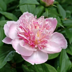 'Do Tell' Peony -GREAT GARDEN PLANTS 578 Paeonia do tell 7
