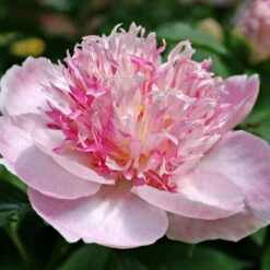 'Do Tell' Peony -GREAT GARDEN PLANTS 578 Paeonia do tell 8