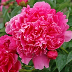 'Edulis Superba' Peony -GREAT GARDEN PLANTS 579 Paeonia edulis superba 3