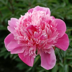 'Edulis Superba' Peony -GREAT GARDEN PLANTS 579 Paeonia edulis superba 4