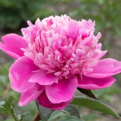 'Edulis Superba' Peony -GREAT GARDEN PLANTS 579 Paeonia edulis superba 5