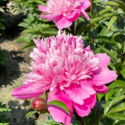 'Edulis Superba' Peony -GREAT GARDEN PLANTS 579 Paeonia edulis superba 6