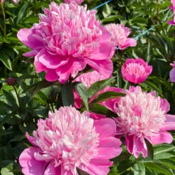 'Edulis Superba' Peony -GREAT GARDEN PLANTS 579 Paeonia edulis superba 7