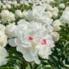 'Festiva Maxima' Peony