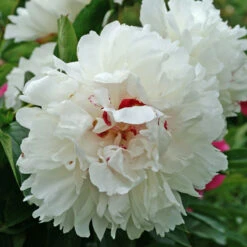 'Festiva Maxima' Peony -GREAT GARDEN PLANTS 580 Paeonia festiva maxima 3