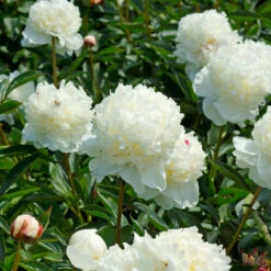 'Festiva Maxima' Peony -GREAT GARDEN PLANTS 580 Paeonia festiva maxima 4