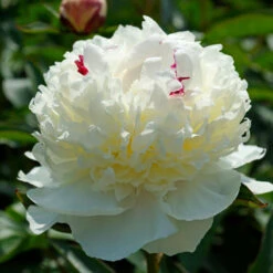 'Festiva Maxima' Peony -GREAT GARDEN PLANTS 580 Paeonia festiva maxima 5