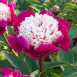 'White Cap' Peony -GREAT GARDEN PLANTS 582 Paeonia white cap 5