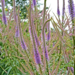 'Fascination' Culver's Root -GREAT GARDEN PLANTS 583 Veronicastrum fascination 4