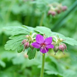 'Bevan's Variety' Cranesbill -GREAT GARDEN PLANTS 584 Geranium bevans variety 3