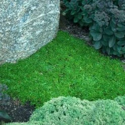 'Jewel Of Desert Peridot' Ice Plant -GREAT GARDEN PLANTS 584 2249 popup sw