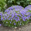 Mini Marvels™ Midnight Bellflower
