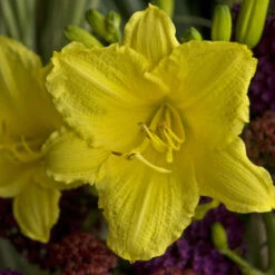 'Happy Returns' Daylily -GREAT GARDEN PLANTS 58e35d4820c06e74616336394aec8c26