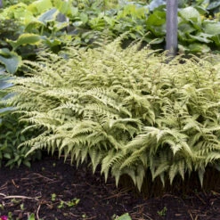 'Ghost' Fern