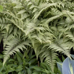 'Ghost' Fern -GREAT GARDEN PLANTS 590Athyrium Ghost 3