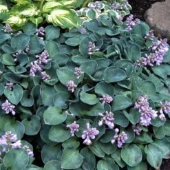 'Blue Mouse Ears' Hosta -GREAT GARDEN PLANTS 592 2329 popup sw