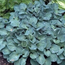 'Blue Mouse Ears' Hosta -GREAT GARDEN PLANTS 592 2330 popup sw