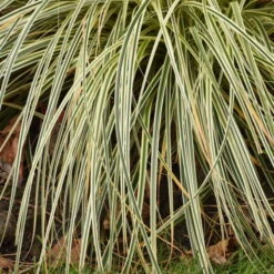 'Feather Falls' Sedge -GREAT GARDEN PLANTS 596CarexFEATHERFALLS 3