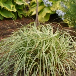 'Feather Falls' Sedge -GREAT GARDEN PLANTS 596CarexFEATHERFALLS 4