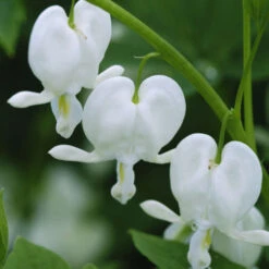 White Bleeding Heart -GREAT GARDEN PLANTS 597Dicentraspectabilis Alba 3