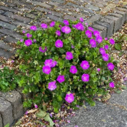 GREAT GARDEN PLANTS -GREAT GARDEN PLANTS 604 Geranium max frei 2