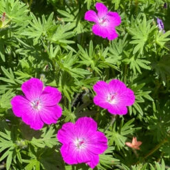 'Max Frei' Bloody Cranesbill -GREAT GARDEN PLANTS 604 Geranium max frei 3