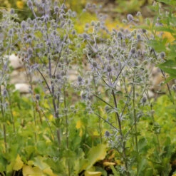 'Blue Glitter' Sea Holly -GREAT GARDEN PLANTS 606Eryngiumplanum BlueGlitter 4
