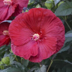 Summerific® 'Cranberry Crush' Perennial Hibiscus -GREAT GARDEN PLANTS 607Hibiscus CranberryCrush 4