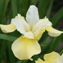 'Butter & Sugar' Siberian Iris -GREAT GARDEN PLANTS 619Irissibirica ButterandSugar 1