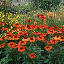 Kismet® Intense Orange Coneflower -GREAT GARDEN PLANTS 626 2857 popup