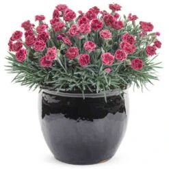 Fruit Punch® 'Black Cherry Frost' Dianthus -GREAT GARDEN PLANTS 634 2695 popup