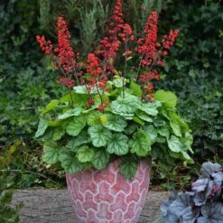 Dolce® 'Appletini' Coral Bells -GREAT GARDEN PLANTS 635 2698 popup