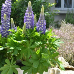 Mini Gallery™ Blue Bicolor Lupine -GREAT GARDEN PLANTS 636297d97b3e498ffe72e6cc797ad19e