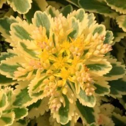 'Atlantis' Stonecrop -GREAT GARDEN PLANTS 639 2718 popup e5add1f9 3377 4841 ac33 76dffe76c01b