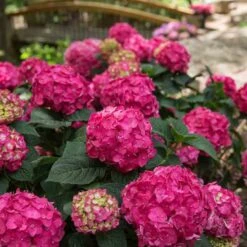 Endless Summer® Summer Crush® Bigleaf Hydrangea -GREAT GARDEN PLANTS 640 2724 popup