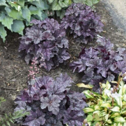 Dolce® 'Frosted Berry' Coral Bells -GREAT GARDEN PLANTS 654 Dolce Frosted Berry Heuchera 3